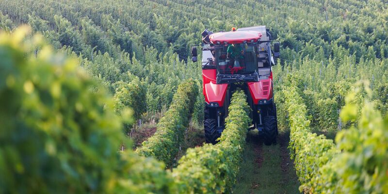 Es wandelt sich was in den Weinbergen deutscher Anbaugebiete (Archivfoto). - Foto: Philipp von Ditfurth/dpa