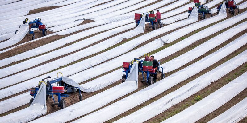 Spargelernte in Deutschland: Rund 243.000 Menschen aus dem Ausland arbeiteten 2023 auf deutschen Feldern (Archivbild). - Foto: Jens Büttner/dpa