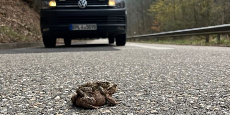 POL-PDLD: St. Martin - Geschwindigkeitskontrolle - Foto: presseportal.de