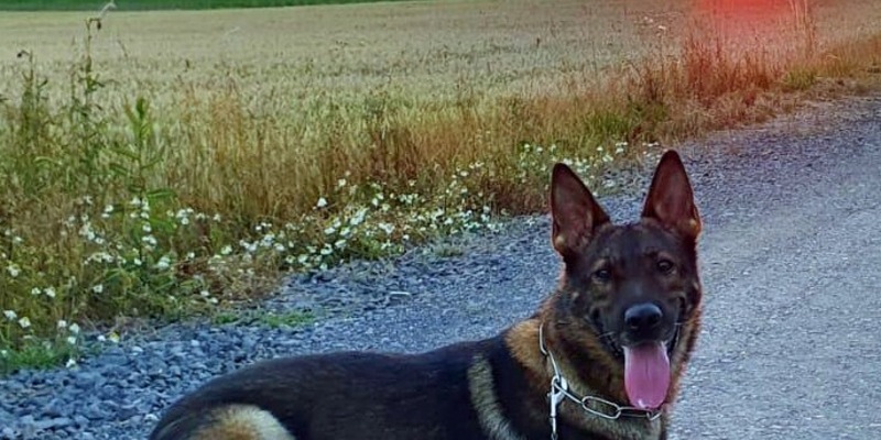 POL-KS: Nach Festnahme von mutmaßlichen Dealern: Diensthund Janko spürt Drogenversteck auf - Foto: presseportal.de