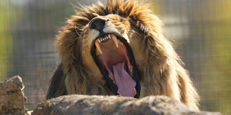 Die Aktion wurde monatelang vorbereitet. - Foto: Kirsty Wigglesworth/AP/dpa