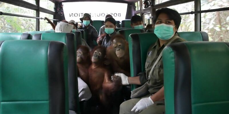 Einsteigen bitte: An der Hand ihrer Pfleger erkunden die jungen Orang-Utans erst einmal den Bus. - Foto: -/Bos Foundation/dpa