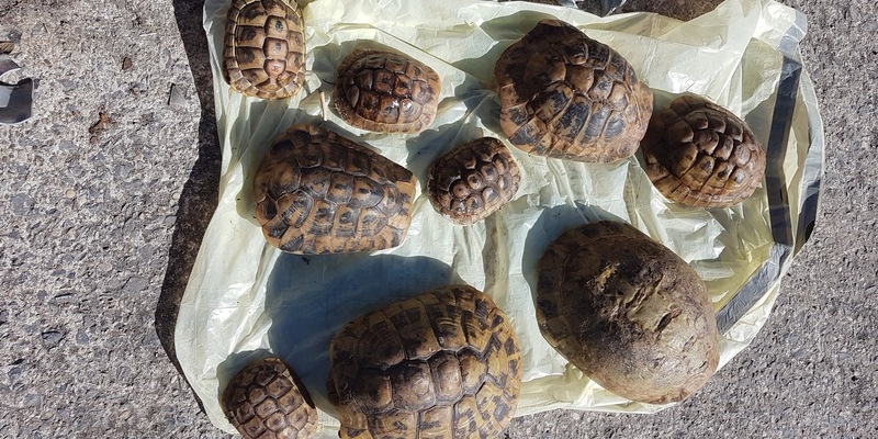 POL-SO: Schildkröten in Mülleimer entsorgt - Foto: presseportal.de