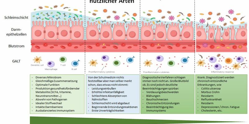 Leaky Gut - Foto: BonaFeel über pressetext.de