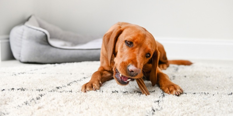 Achtung, Hundebesitzer: Fehlende Zahnpflege gefährdet die Gesundheit Ihres Vierbeiners und wird meist erst spät erkannt - Foto: presseportal.de