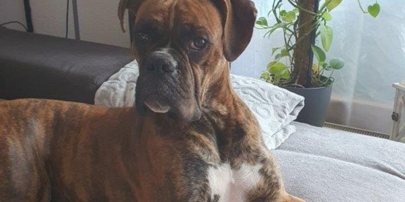 Bundespolizeidirektion München: Verletzter Hund Sam gesucht - Bundespolizei bittet um Hinweise - Foto: presseportal.de