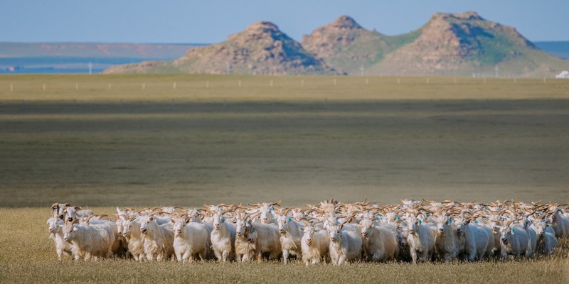 Good Cashmere Conference in Hamburg bringt globale Kaschmirindustrie zusammen, um Zukunft der Branche zu diskutieren - Foto: presseportal.de