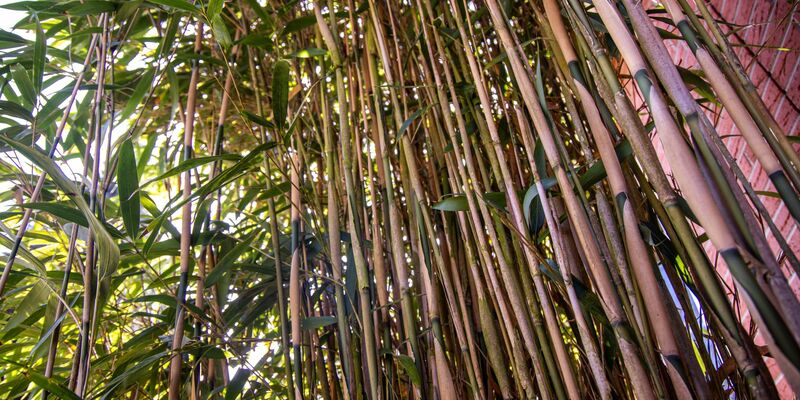 Am höchsten deutschen Zivilgericht ging es um eine meterhohe Bambushecke. (Symbolbild) - Foto: Jens Büttner/dpa