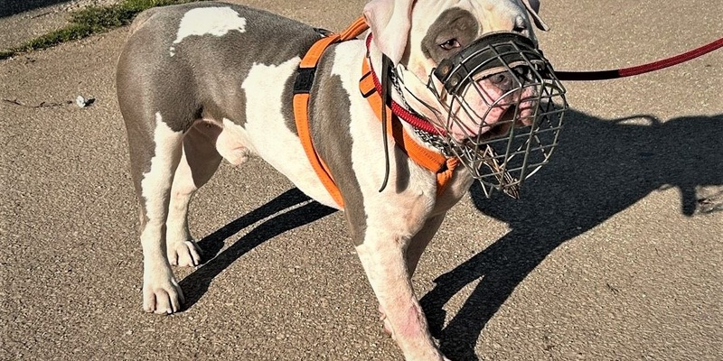 POL-PDTR: Im Wilhelm-Rautenstrauch-Park: Hund attackiert Passanten - Foto: presseportal.de