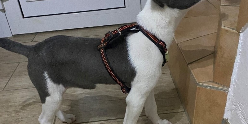 POL-Lebach: Ohne erforderliche Tollwutimpfung aus Rumänien eingeführt - Wer kann Angaben machen? - Foto: presseportal.de