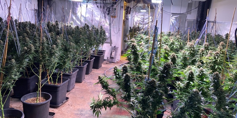 POL-GS: Marihuana-Plantage in Bad Harzburg ausgehoben - Foto: presseportal.de