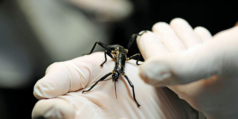 Im Zoo in Prag ist ein neuer Pavillon für eine der seltensten Insektenarten, den australischen Baumhummer, eröffnet worden.  - Foto: Michael Heitmann/dpa