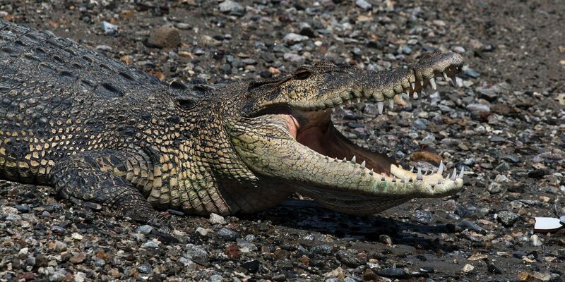 In keinem anderen Land der Erde werden so viele Menschen von Krokodilen angegriffen wie in Indonesien. (Symbolbild) - Foto: Muhammad Taufan/dpa