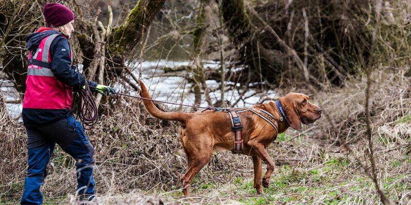 Luftballons sind in der Hoffnung aufgehängt worden, ihr Anblick könnte Pawlos aus einem Versteck locken. - Foto: Andreas Arnold/dpa