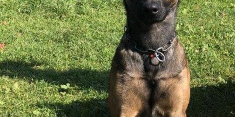 POL-K: 250331-3-K Polizeihund Woodstock fasst Kiosk-Einbrecher - 47-Jähriger wird Haftrichter vorgeführt - Foto: presseportal.de