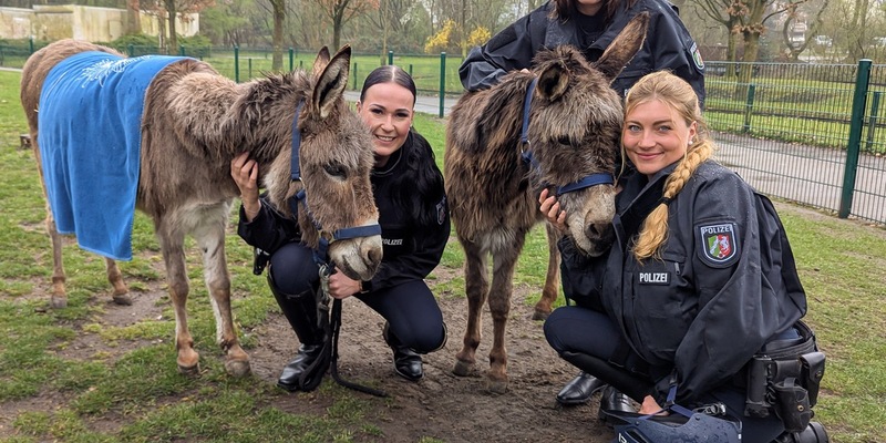 POL-BO: Pilotprojekt: Eselstaffel der Polizei Bochum geht an den Start - Foto: presseportal.de