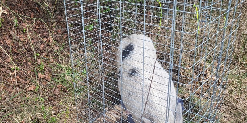 POL-PASTKL: Schwein gehabt - Foto: presseportal.de