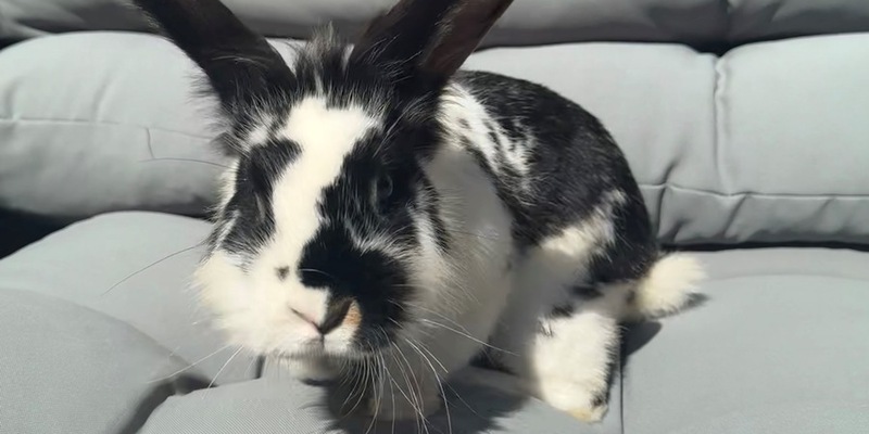 POL-Bremerhaven: Ja ist denn schon Ostern? Anwohner geben Fundkaninchen bei der Polizei ab - Foto: presseportal.de