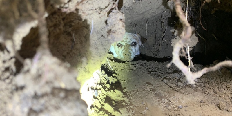 FW Ludwigshafen: Tierrettung (Hund in Fuchsbau eingeklemmt) in Ludwigshafen im Stadtteil Süd - Foto: presseportal.de