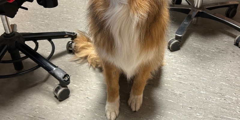 POL-PDKH: entlaufener Hund in Dörrebach - Foto: presseportal.de