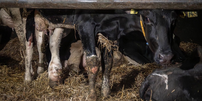 Geschlagen, getreten, misshandelt: Versteckte Kameras dokumentieren Tierquälerei in Milchbetrieb im Landkreis Uckermark - ANINOVA erstattet Strafanzeige - Foto: presseportal.de