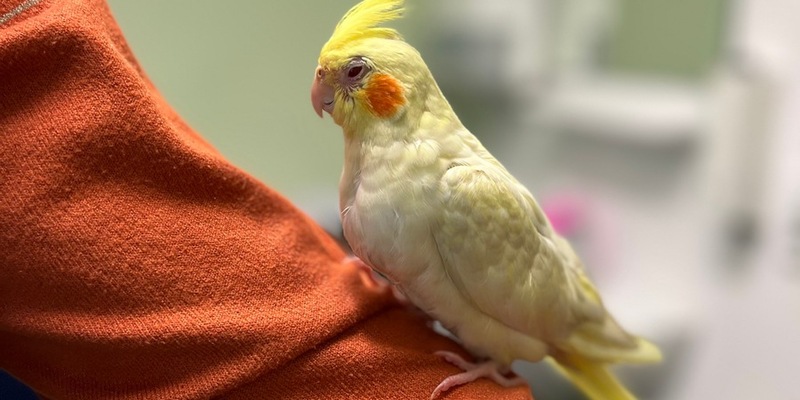 LPI-EF: Papagei als Copilot - Foto: presseportal.de