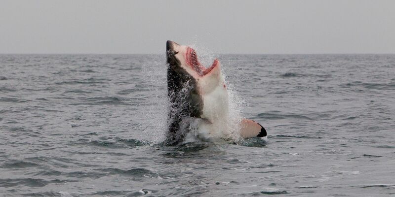 Ein Weißer Hai im Atlantischen Ozean vor der Küste Südafrikas. - Foto: Neil Hammerschlag/Shark Research/dpa