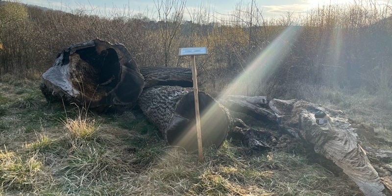 LPI-NDH: Brennendes Totholz-Habitat - Foto: presseportal.de