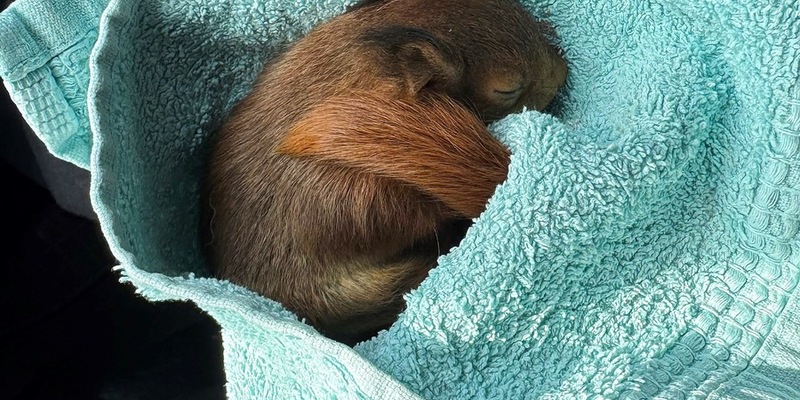 POL-BO: Skippy auf Abwegen: Polizei rettet aus dem Nest gefallenes Eichhörnchen - Foto: presseportal.de