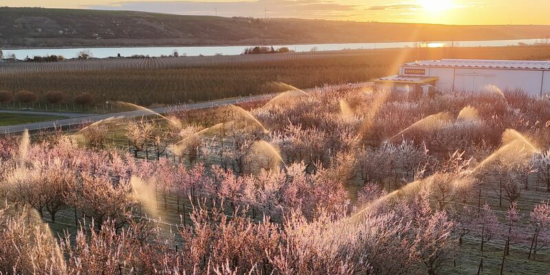 Die Obstbauern kämpften mit Sprühwasser und warmer Luft gegen den Frost. (Archivbild) - Foto: Sebastian Willnow/dpa