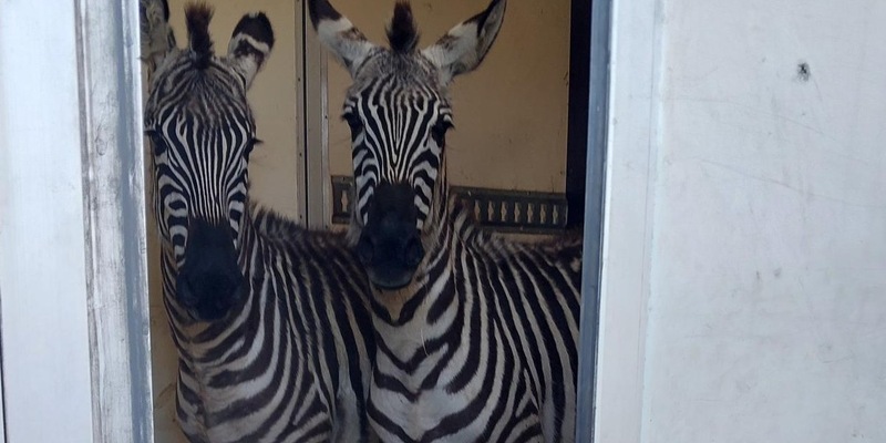BPOL-BadBentheim: Mutmaßlich illegaler Transport exotischer Tiere bei Grenzkontrolle entdeckt - Foto: presseportal.de