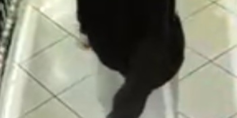 LPI-G: Öffentlichkeitsfahndung nach gewerbsmäßigen Diebstahls am 21.09. und 23.09.2024 - Foto: presseportal.de