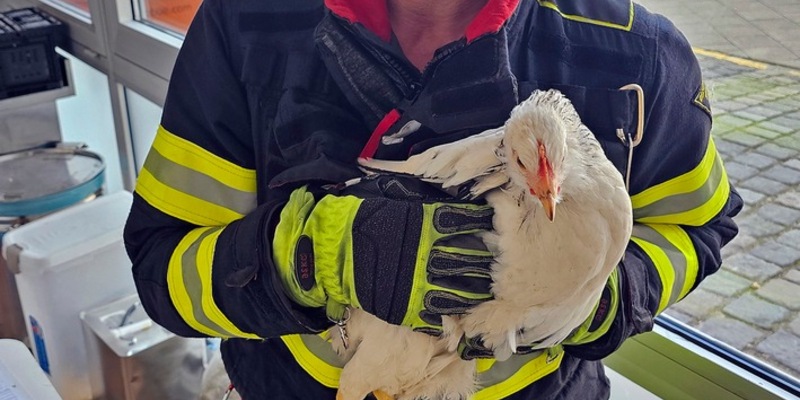 FW-M: Eingezwicktes Hühnchen (Giesing) - Foto: presseportal.de