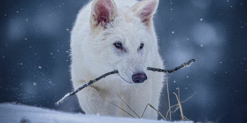 Das undatierte Foto zeigt die beiden Rüden Romulus und Remus im Alter von drei Monaten. - Foto: Uncredited/Colossal Biosciences/AP/dpa