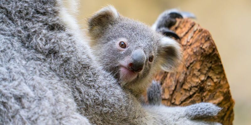 Der Duisburger Zoo ist bekannt für seine Koala-Haltung. - Foto: Mathias Appel/Zoo Duisburg/dpa