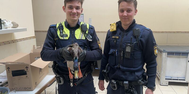 Die gerettete Ente kam ins Tierheim.  - Foto: Polizeipräsidium Mittelfranken