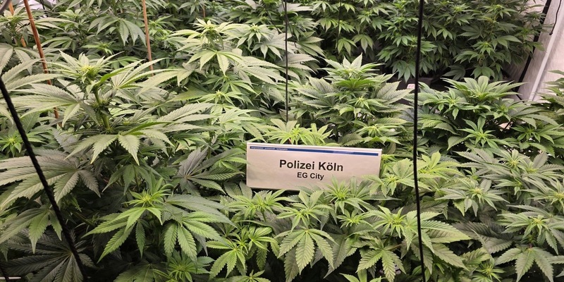 POL-K: 250408-4-K/EU Illegale Marihuanaplantage bei Hausdurchsuchung gefunden - Festnahme - Foto: presseportal.de