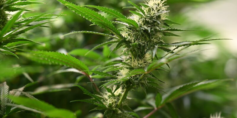 Union und SPD haben sich beim Thema Cannabis geeinigt. (Symbolbild) - Foto: Martin Schutt/dpa