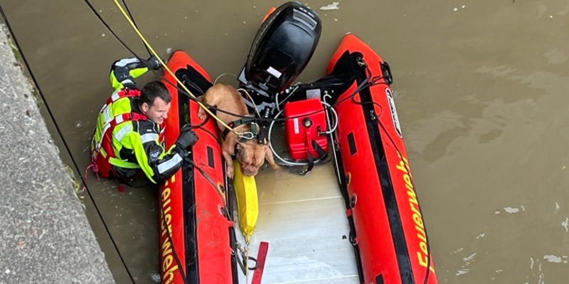FW Bremerhaven: Feuerwehrtauchergruppe rettet Vierbeiner aus der Geeste - Foto: presseportal.de