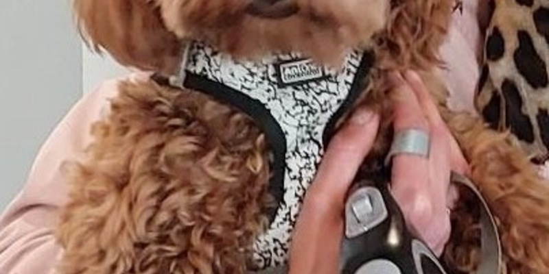 BPOL-H: Wenn ein kleiner Vierbeiner auf Reisen geht - Entlaufener Hund bei der Bundespolizei untergekommen - Foto: presseportal.de