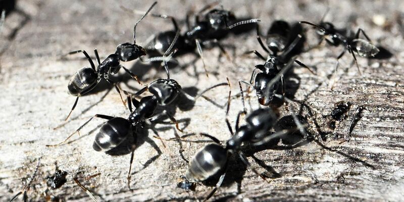 Die Ameisenart bedroht Wissenschaftlern zufolge Gebäude. (Archivfoto) - Foto: Uli Deck/dpa