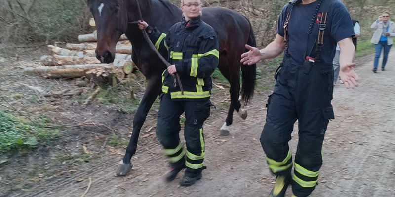FW-DO: Feuerwehr fängt entlaufenes Pferd ein - Foto: presseportal.de