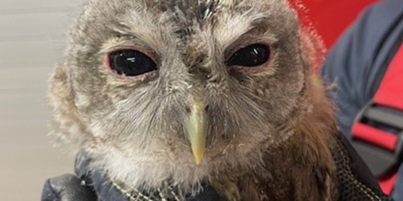 FW-M: Passant beschützt Waldkautz (Sendling) - Foto: presseportal.de