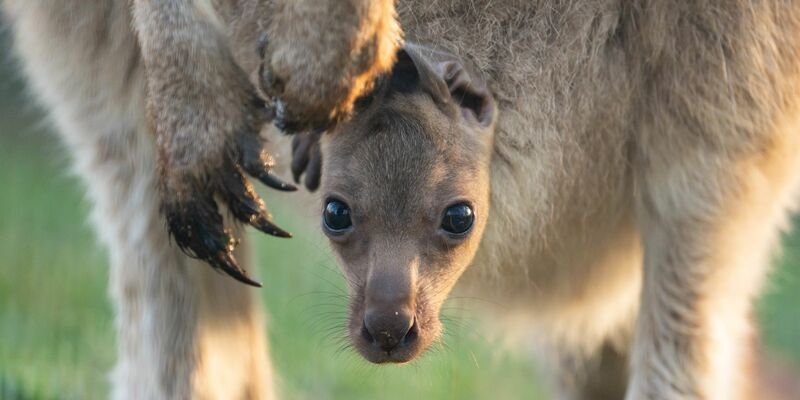 Das Jungtier wurde wahrscheinlich im vergangenen September geboren, es dauert aber noch etwas, bis es aus dem Beutel kommen wird. (Handout)   - Foto: Wilhelma Stuttgart/Birger Meierjohann/dpa