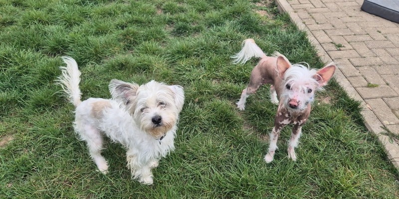 POL-WOB: Hunde ausgesetzt - Polizei sucht Zeugen - Foto: presseportal.de