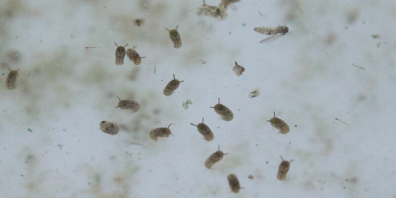 Das Oropouche-Virus wird durch verschiedene Mücken übertragen. - Foto: Christian Charisius/dpa