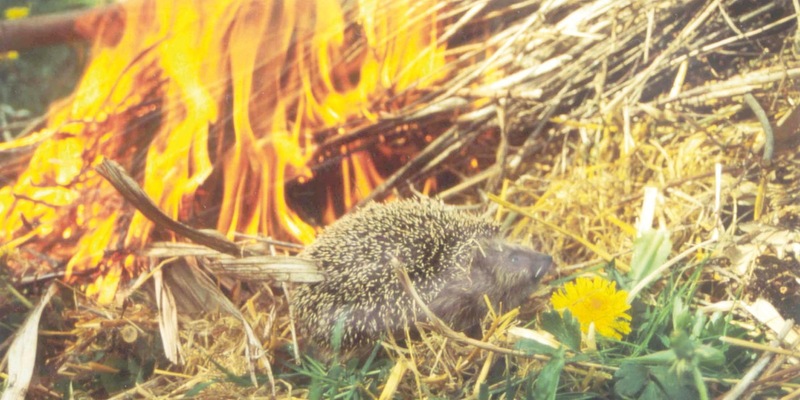 Achtung Igel - (Oster-)Feueralarm! - Foto: presseportal.de