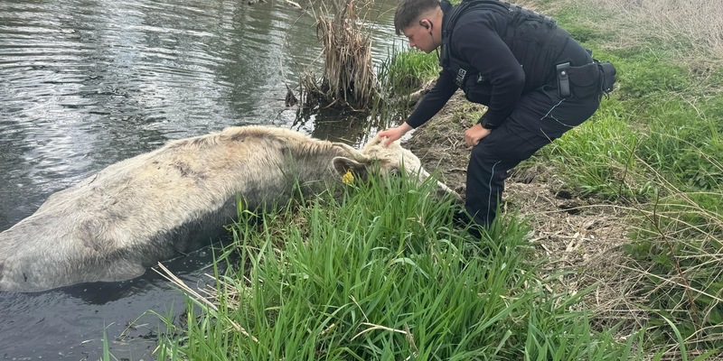 LPI-NDH: Tierrettung aus der Unstrut - ein Rind auf Abwegen - Foto: presseportal.de