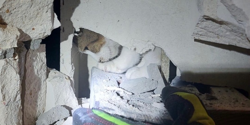 FW Ratingen: NACHTRAG zu: Aufwendige Tierrettung / undankbare Katze - Foto: presseportal.de