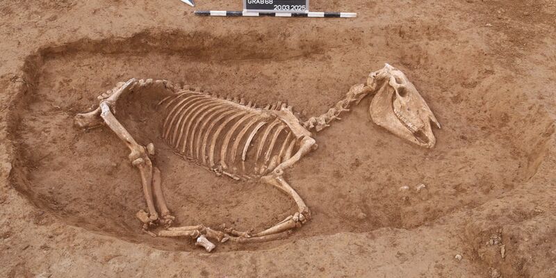 Bei Untersuchungen in Stuttgart wird ein römischer Pferdefriedhof entdeckt. - Foto: ArchaeoBW/LAD/dpa